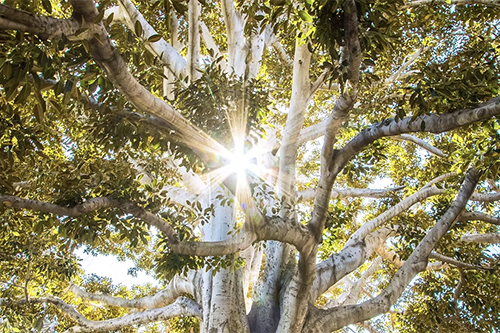 Past Life Regression